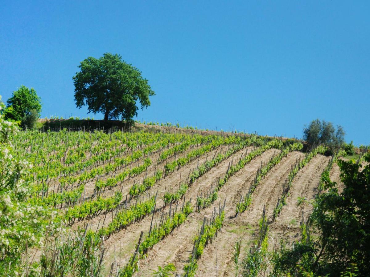 Appartamento Locazione Turistica Ciliegio Monsanto Esterno foto